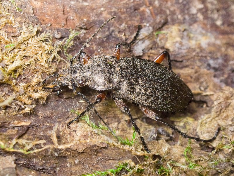 granulatus Linne, 1758